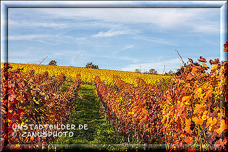 Rote und gelbe Weinstöcke am Stachelberg
