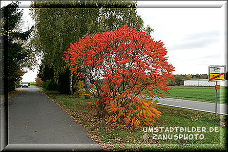 Essigstrauch in roten Herbstfarben
