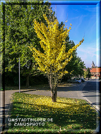 Gelber Baum in der Krankenhausstraße